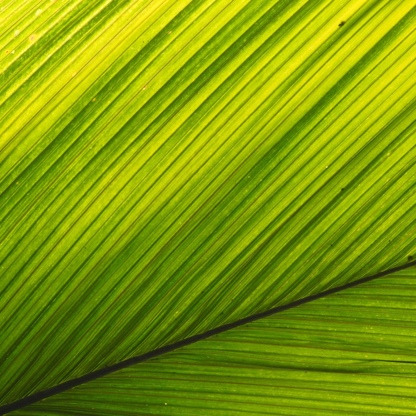 Nikon Coolpix P900 sample photo. Palm, leaf, background photography