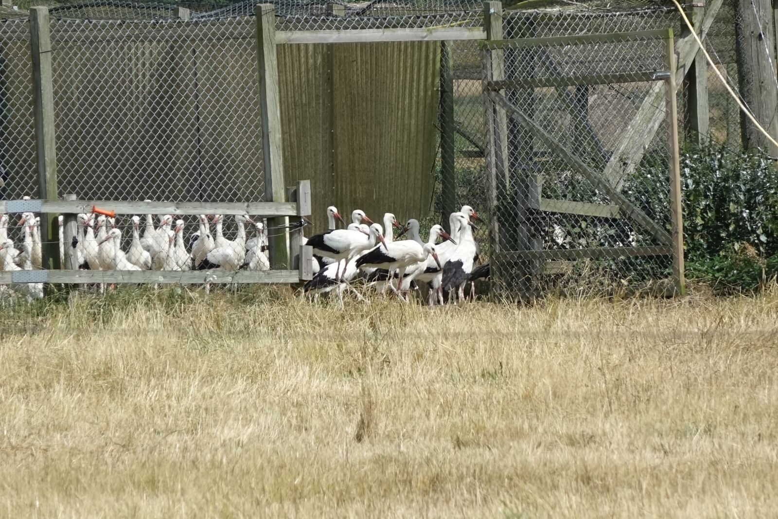 Sony Cyber-shot DSC-RX10 sample photo. Stork, the stork species photography
