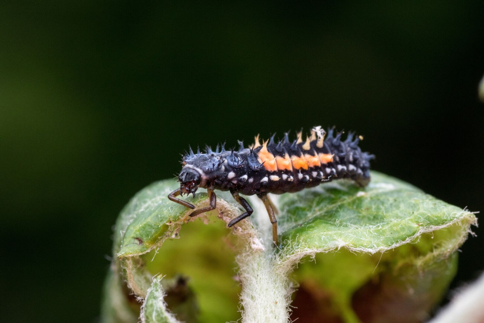 Canon EOS 7D Mark II sample photo. Marienk fer larva, macro photography