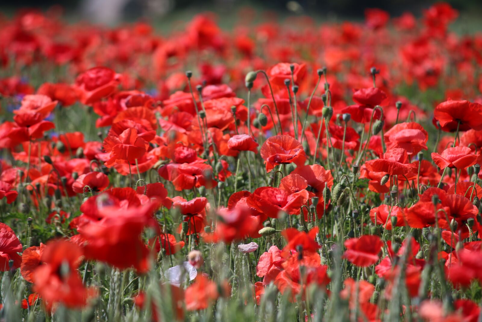 Canon EF-S 55-250mm F4-5.6 IS sample photo. Poppy, red, klatschmohn photography