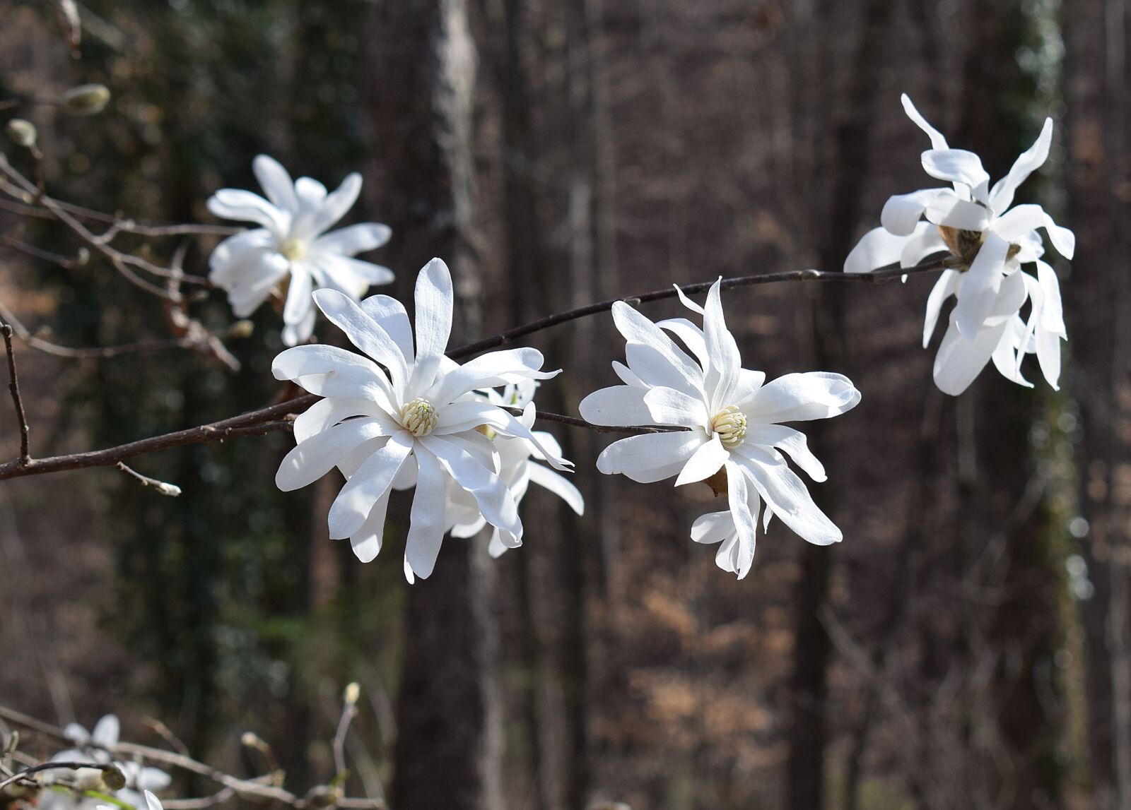 Nikon D3300 sample photo. Star magnolia, magnolia, tree photography