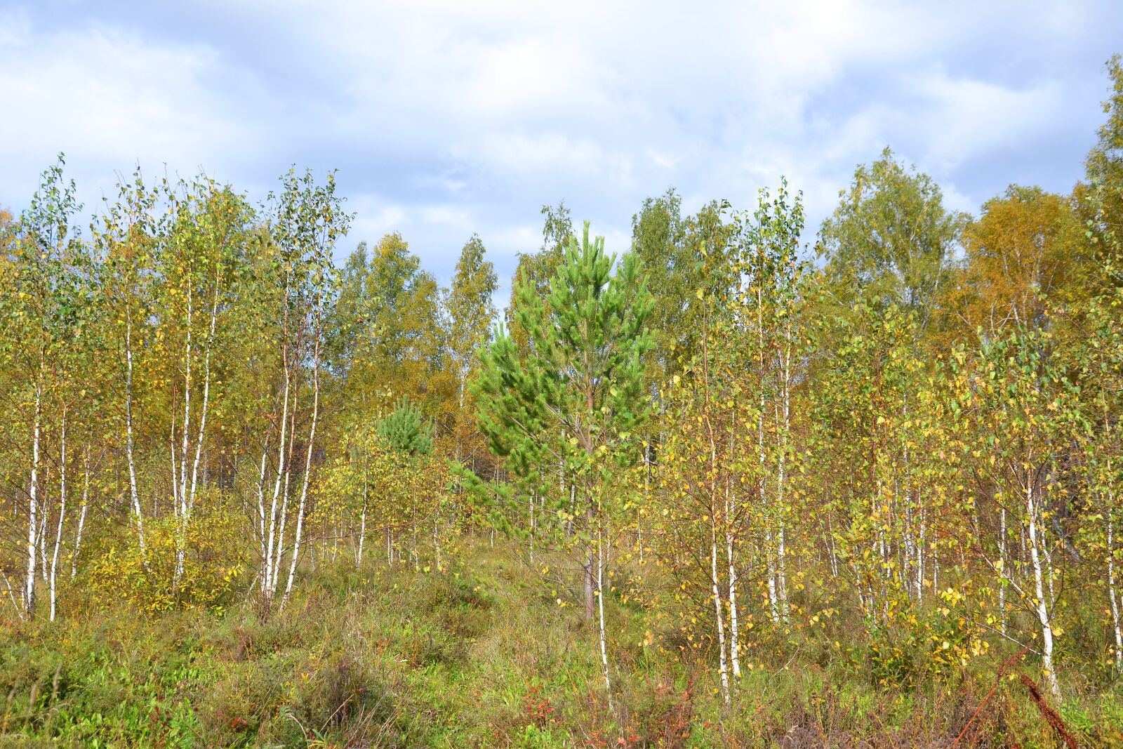 Nikon D3100 sample photo. Forest, autumn, autumn nature photography