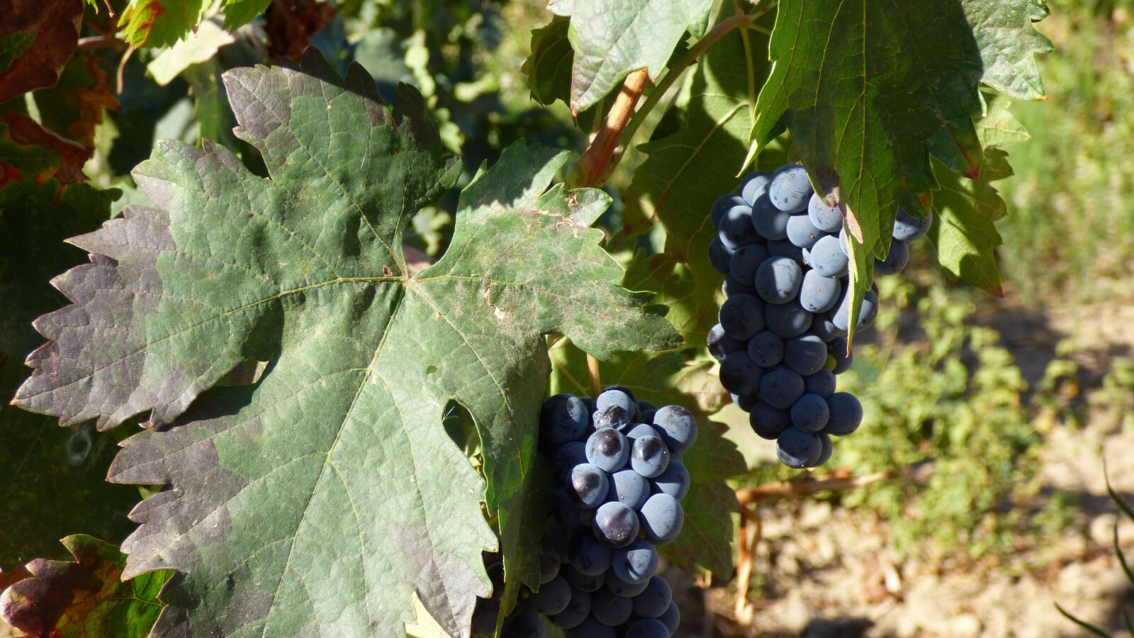 Panasonic DMC-FZ72 sample photo. Grape, bunch, fruit photography