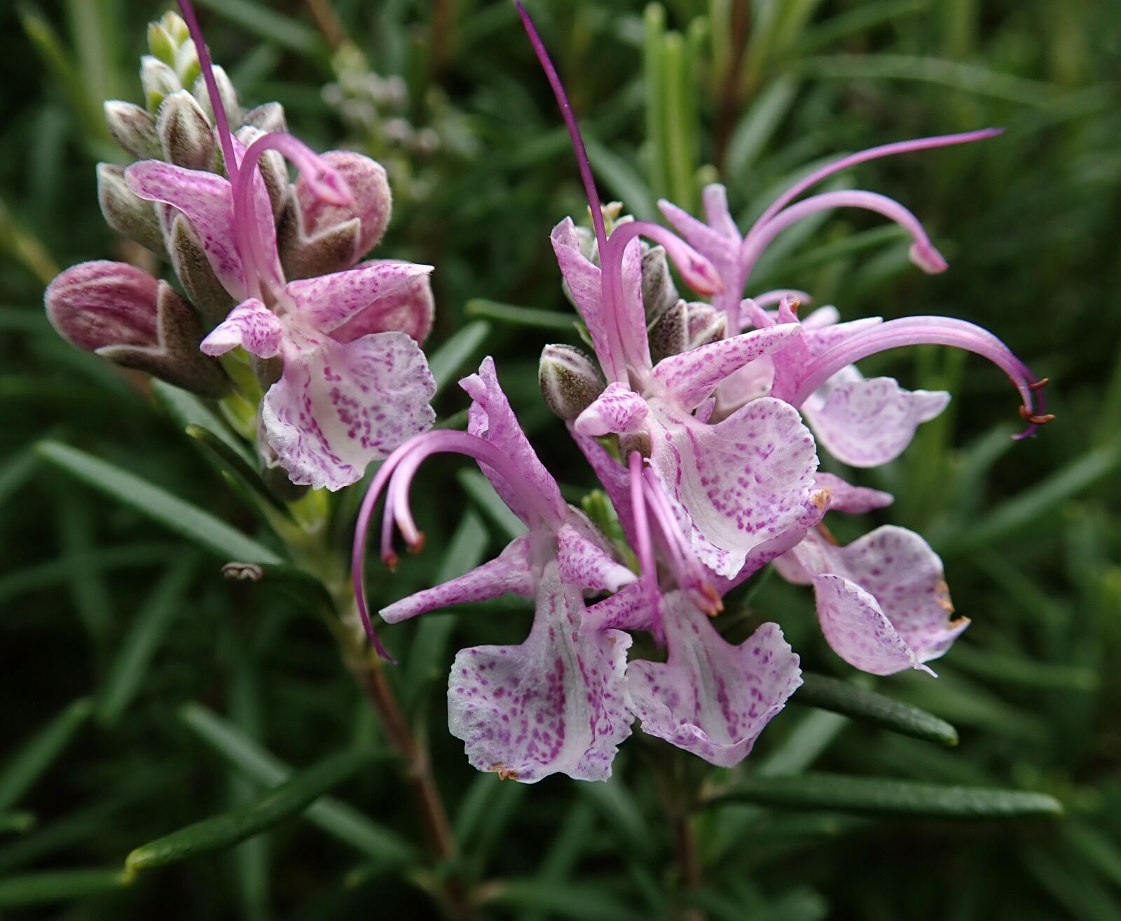 Olympus TG-5 sample photo. Rosemary, pink, flower photography