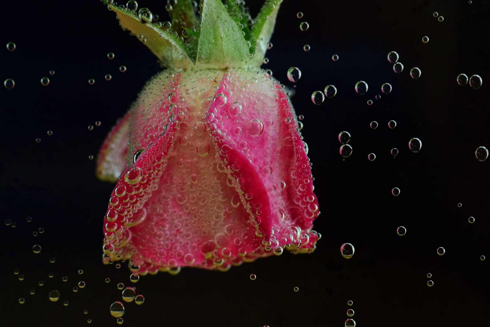 Nikon D3300 sample photo. Water, liquid, rose, petal photography