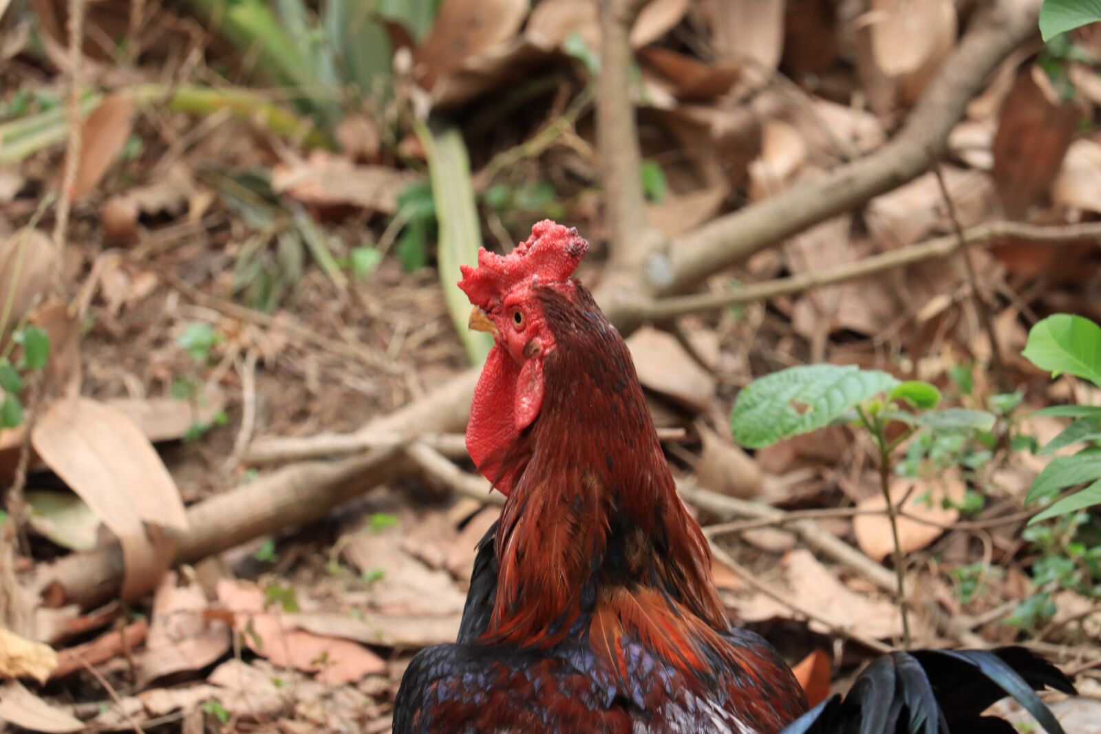 Canon EOS 250D (EOS Rebel SL3 / EOS Kiss X10 / EOS 200D II) sample photo. Hen, kerala, chicken photography