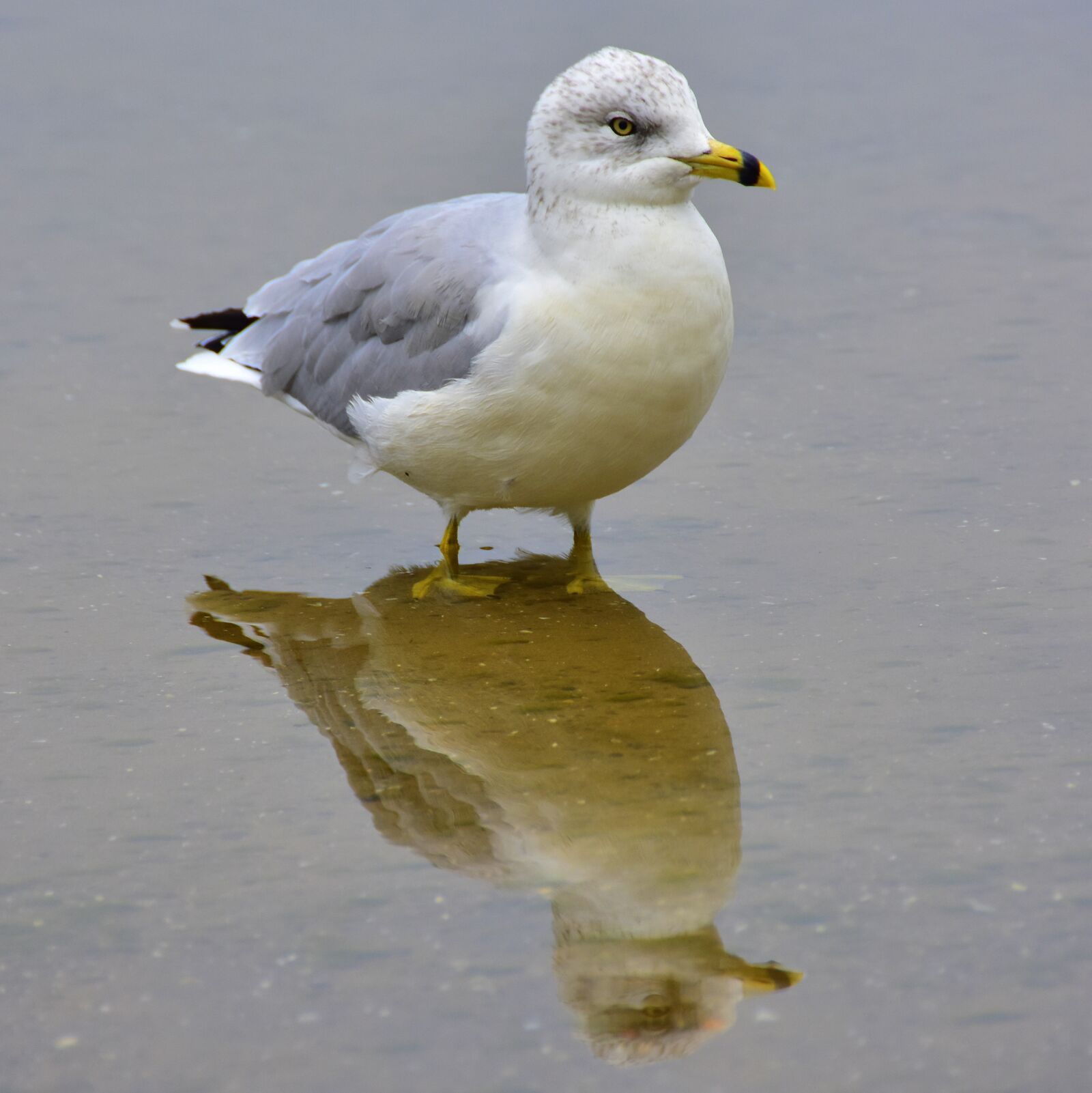Nikon D7200 sample photo. Seagull, bird, water photography