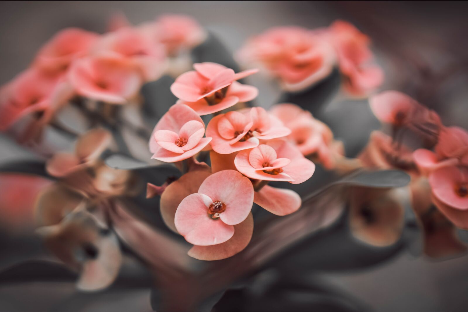 E 50mm F1.8 OSS sample photo. Flower, petal, love photography