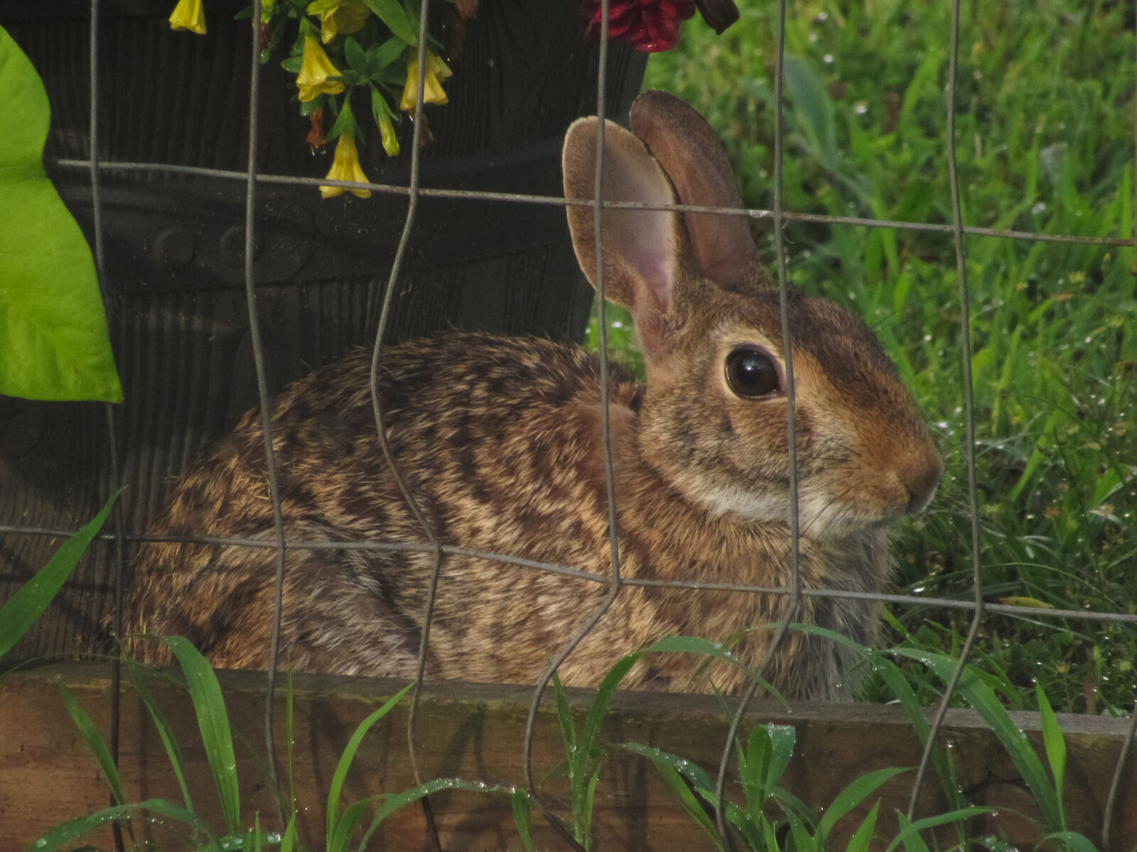 Canon PowerShot SX530 HS sample photo