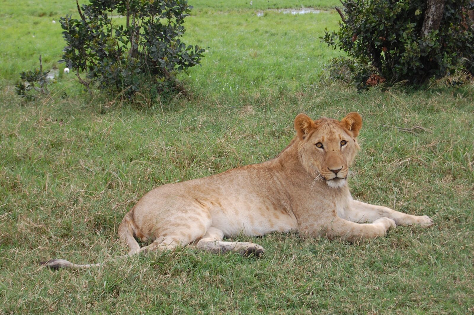 Nikon D40 sample photo. Africa, lion, safari photography
