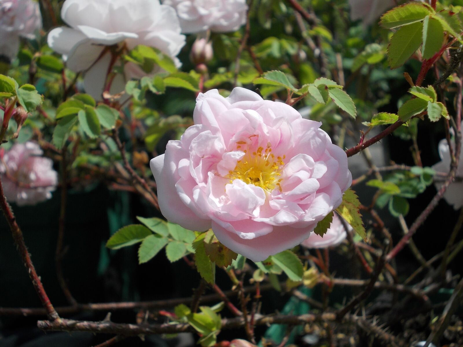 Nikon COOLPIX L25 sample photo. Rose, wild rose hybrid photography