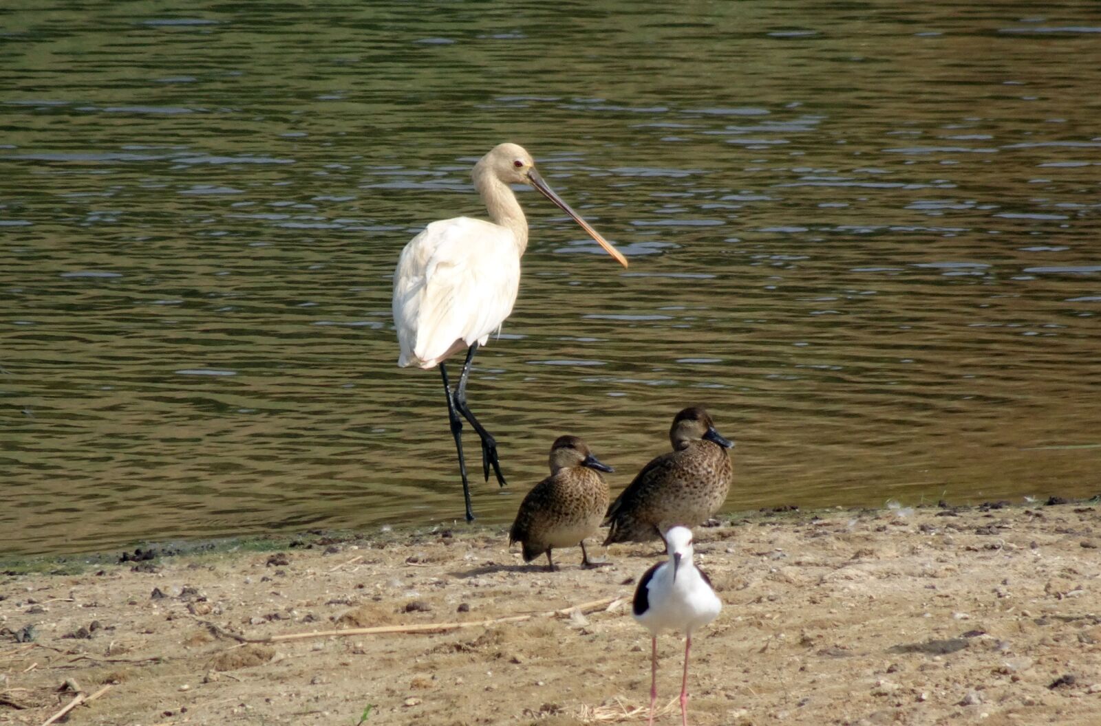 Sony Cyber-shot DSC-HX90V sample photo. Eurasian spoonbill, common spoonbill photography