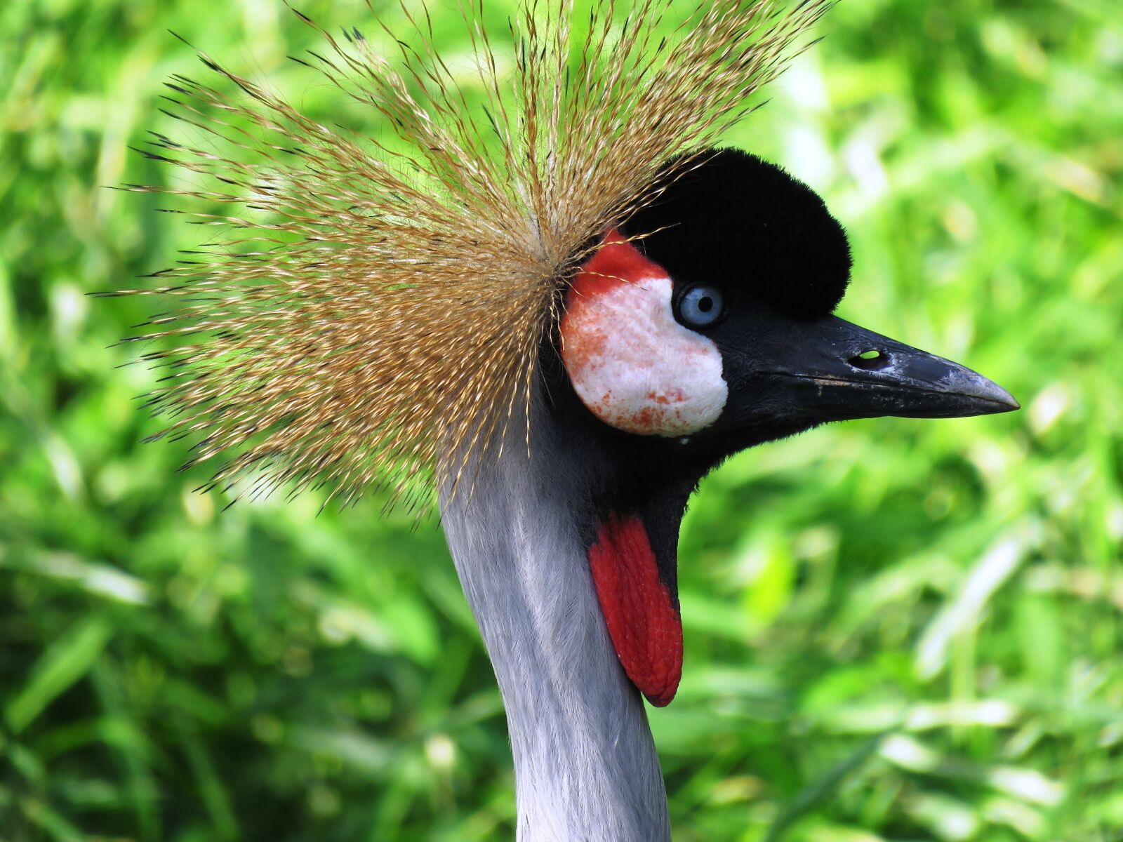 Canon PowerShot SX60 HS sample photo. Bird, bird nose, beautiful photography