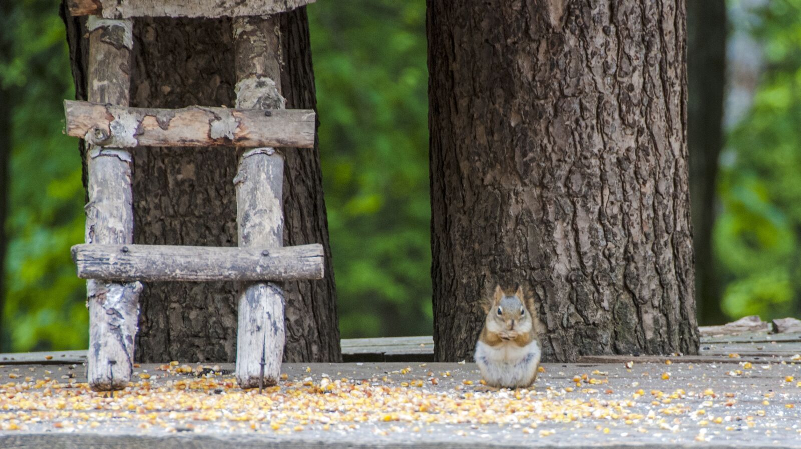 Nikon D80 sample photo. Canada, omega park, fauna photography