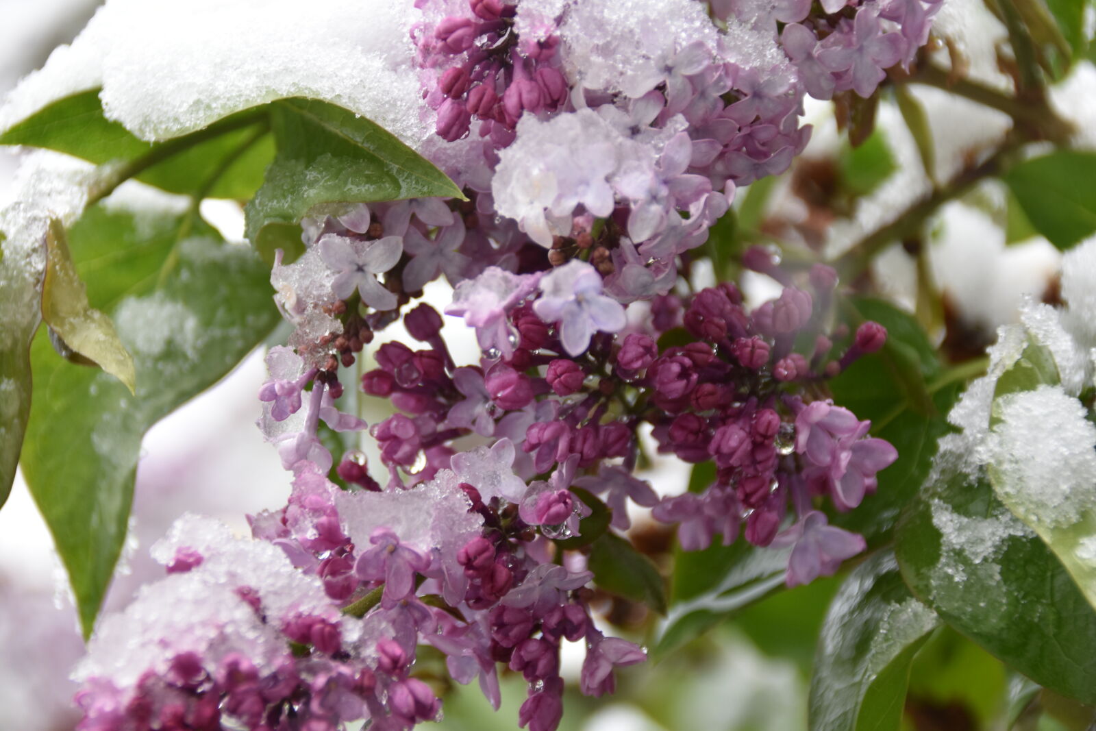 Nikon D5500 sample photo. Flower, frost, lilac, march photography