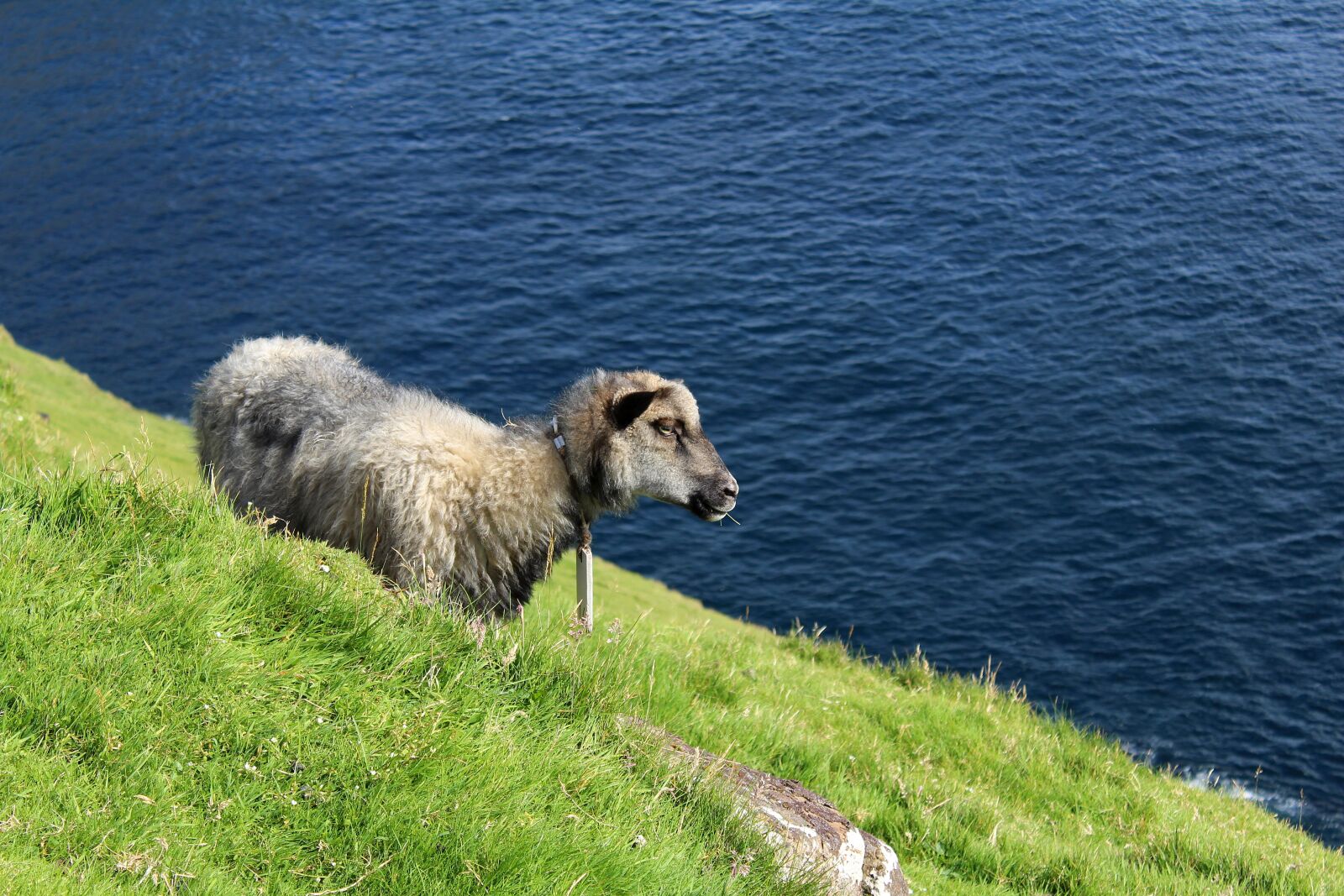 Canon EOS 1300D (EOS Rebel T6 / EOS Kiss X80) sample photo. Faroese sheep, sheep, mountain photography