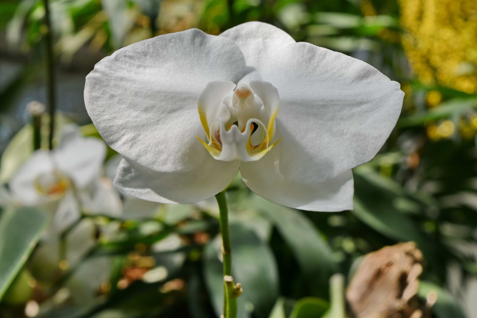 Nikon D5500 sample photo. Horticulture, orchid, petal, garden photography
