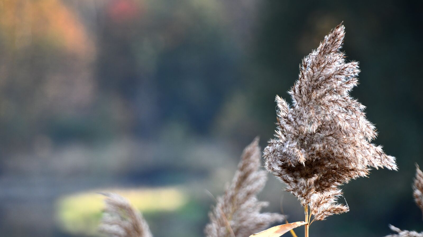 Nikon D7500 sample photo. Flower, perz, plants photography