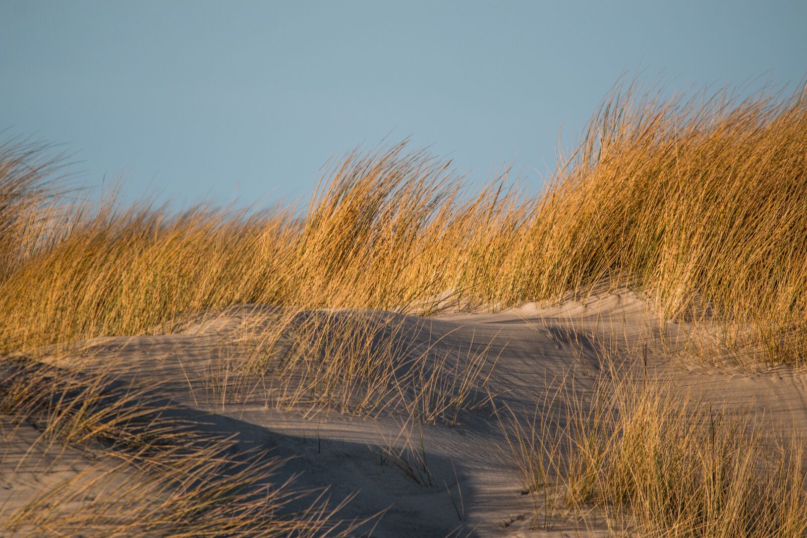 150-600mm F5-6.3 DG OS HSM | Contemporary 015 sample photo. Dune grass, dune, grass photography
