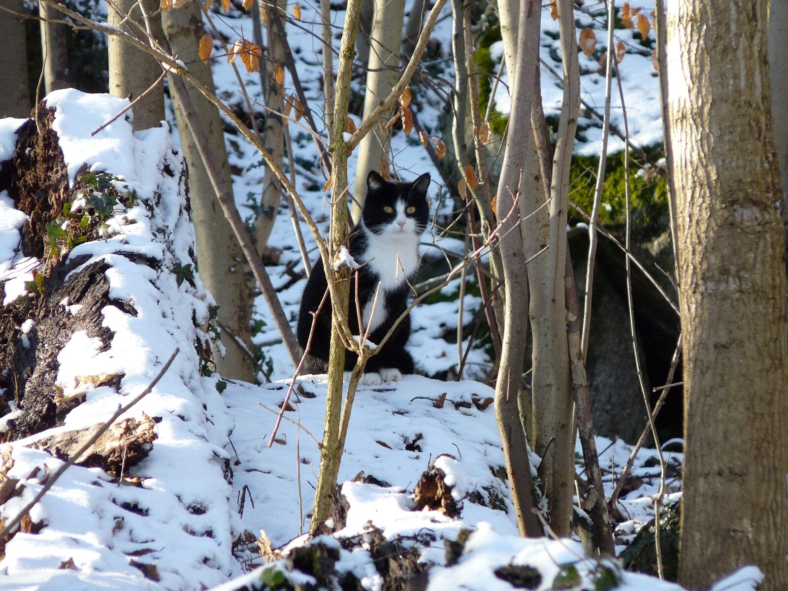Panasonic DMC-FZ18 sample photo. Animals, cat, forest, nature photography