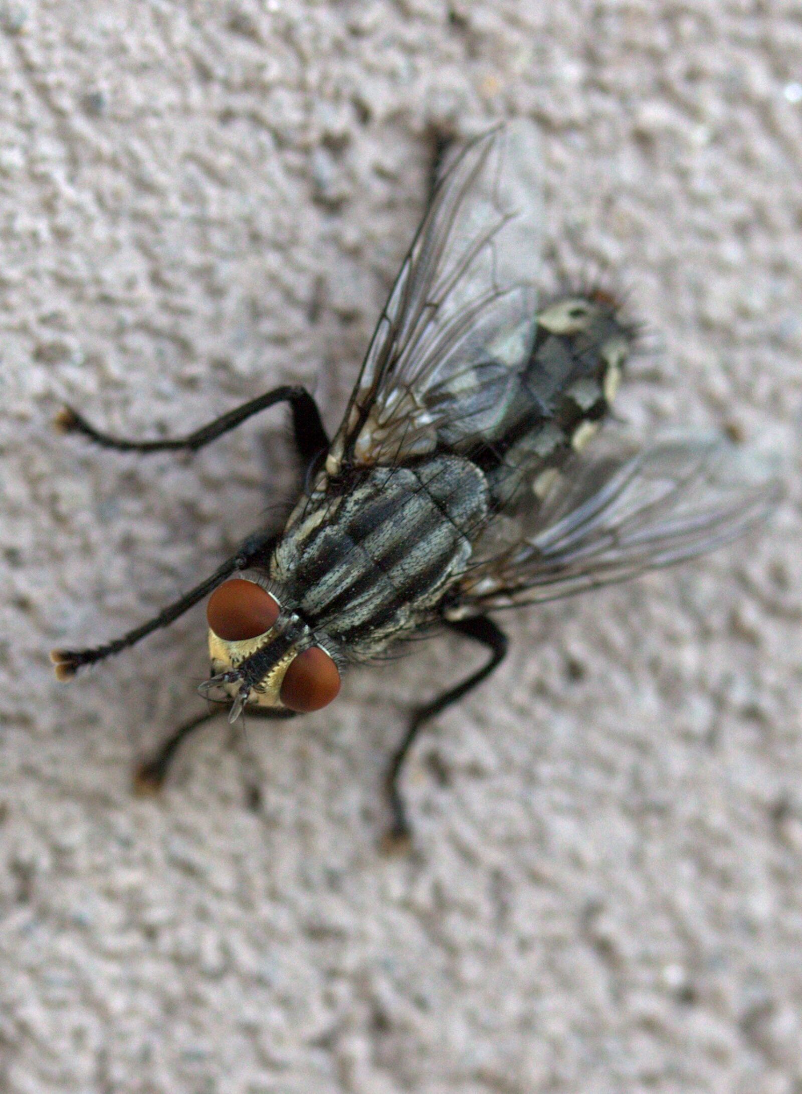 Canon EF-S 60mm F2.8 Macro USM sample photo. Fly, insecta, rest photography