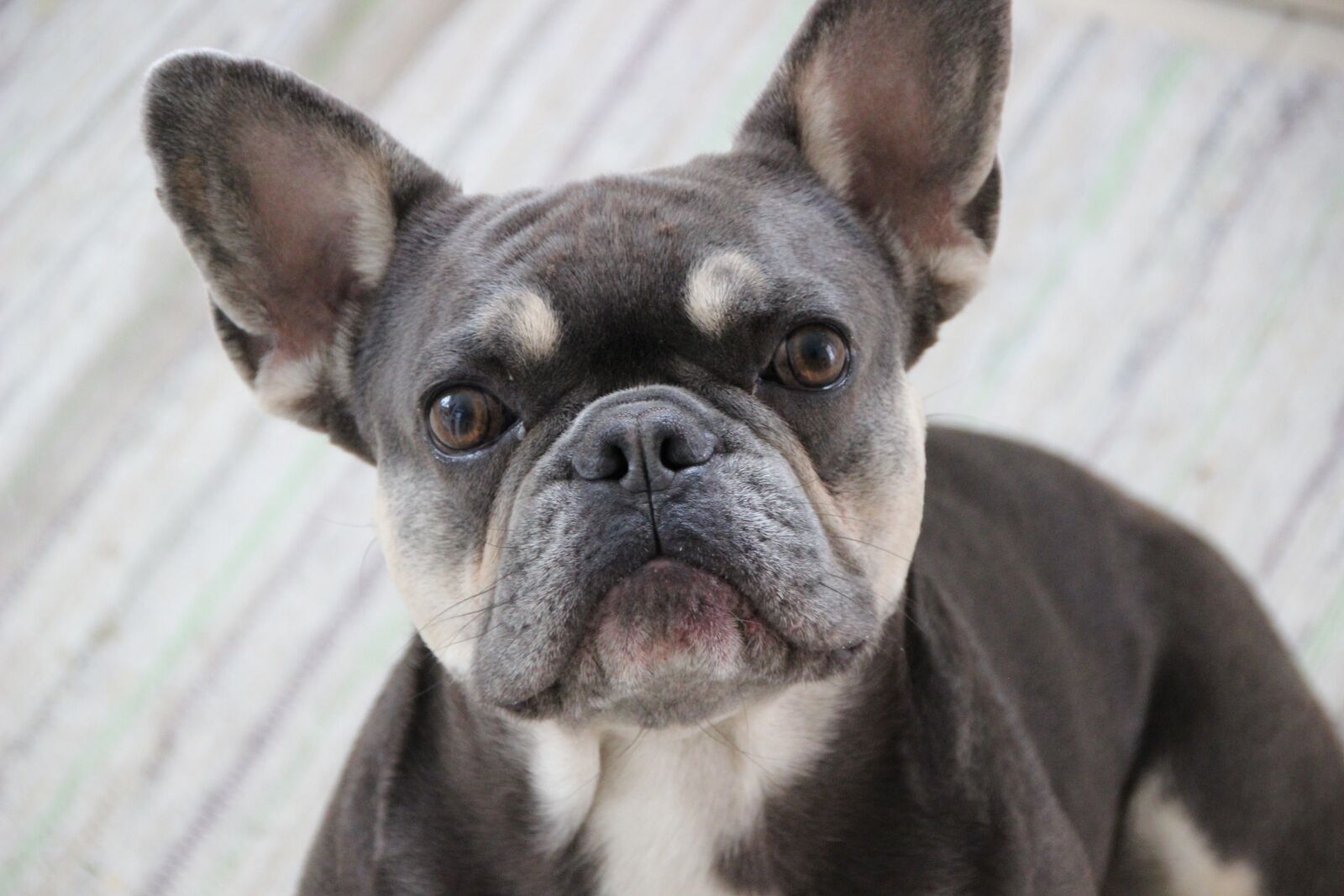 Canon EOS 600D (Rebel EOS T3i / EOS Kiss X5) sample photo. French bulldog, dog, purebred photography