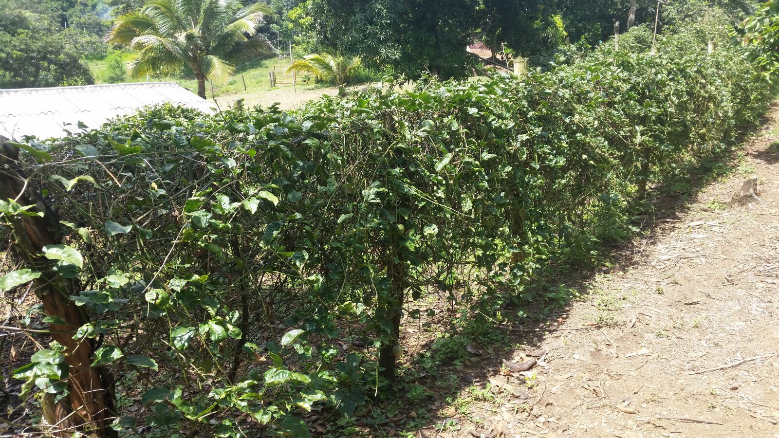 Samsung Galaxy S5 sample photo. Campo, naturaleza, plantas photography