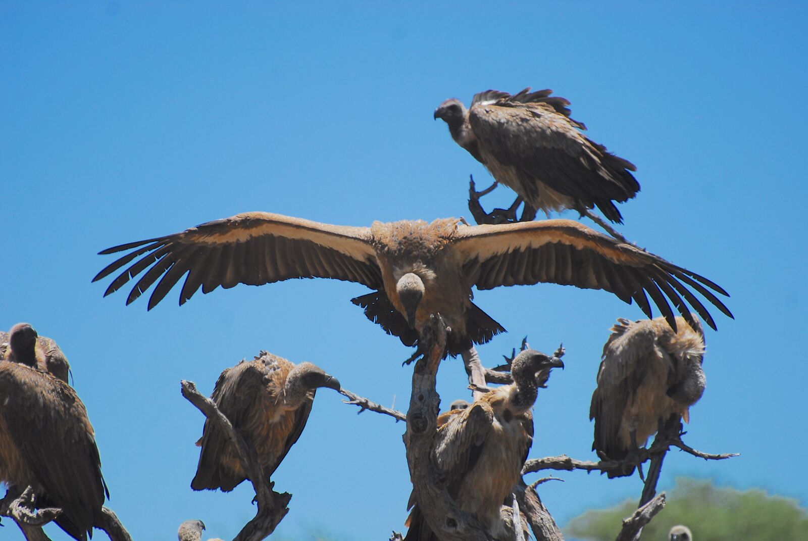 Nikon D200 sample photo. Vulture, vultures, namibia photography