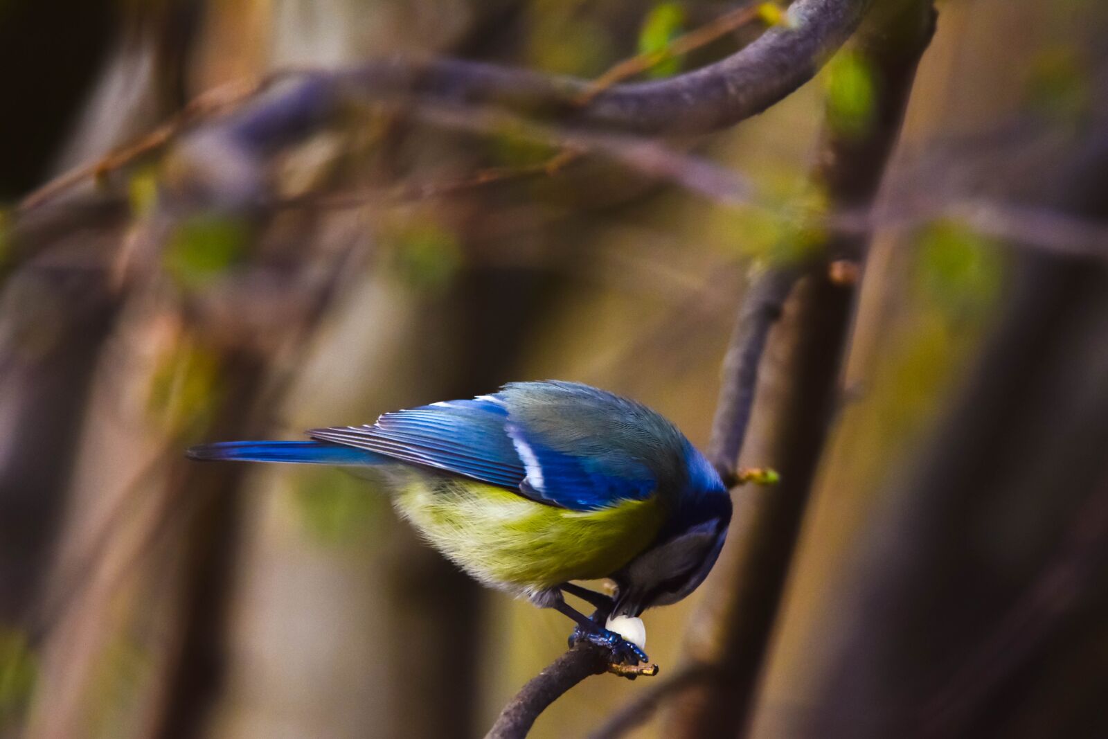 Tamron SP 150-600mm F5-6.3 Di VC USD sample photo. Bird, nature, tit photography