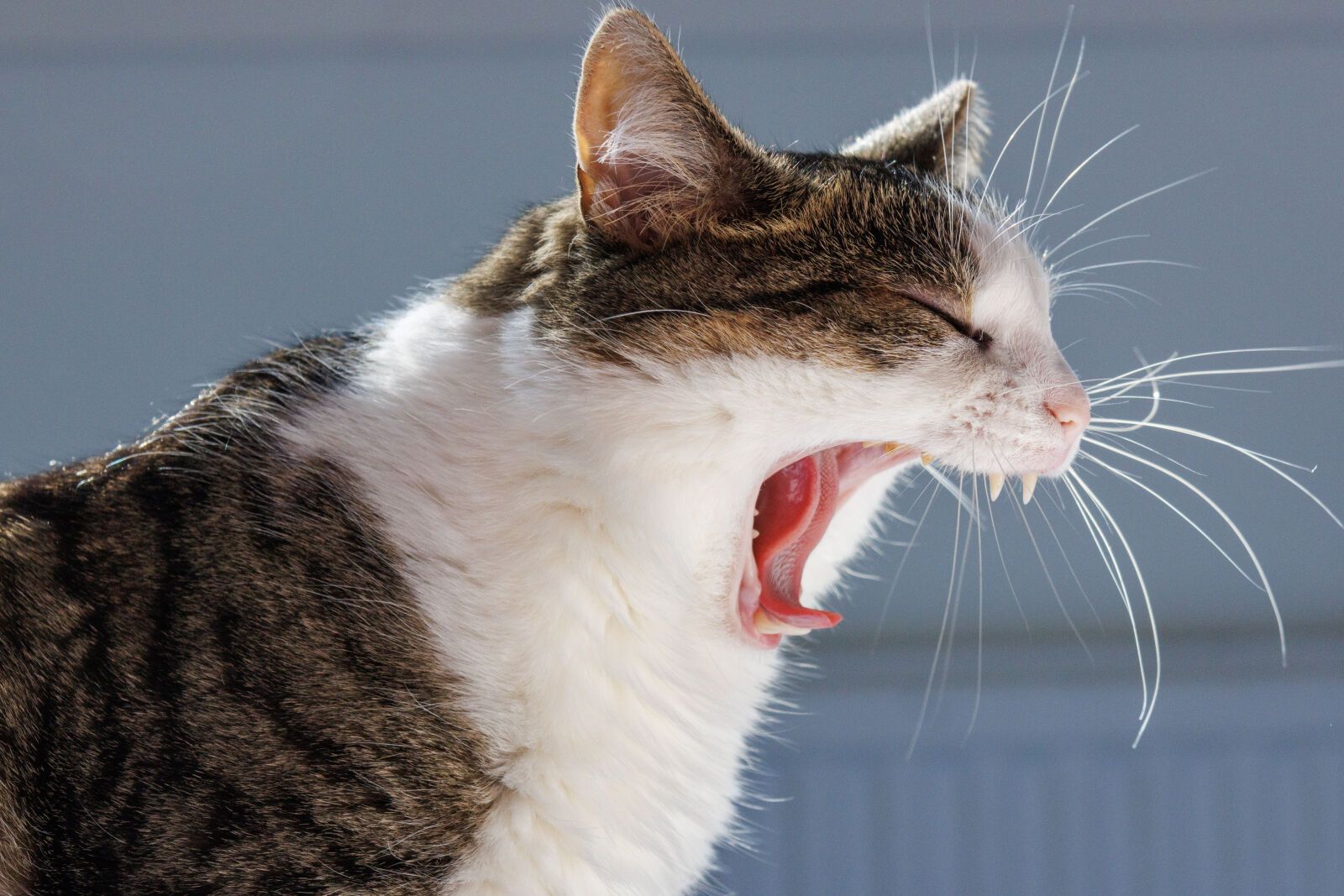 Canon RF-S 18-150mm F3.5-6.3 IS STM sample photo. Cat yawn photography