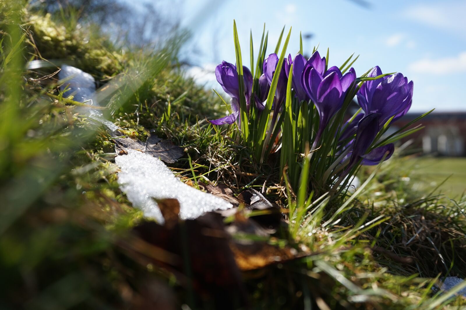 Sony E 16-50mm F3.5-5.6 PZ OSS sample photo. Spring, snow, nature photography