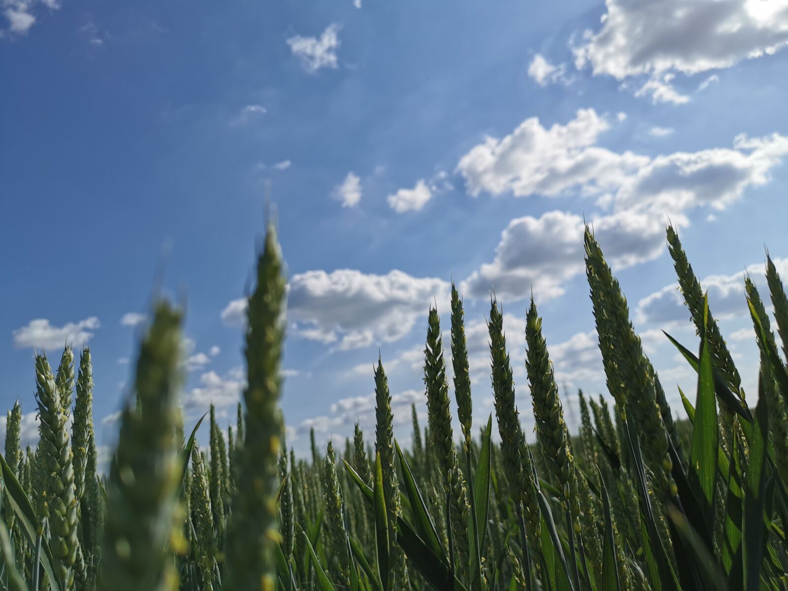HUAWEI P30 sample photo. Fields, wheat, cloud sky photography