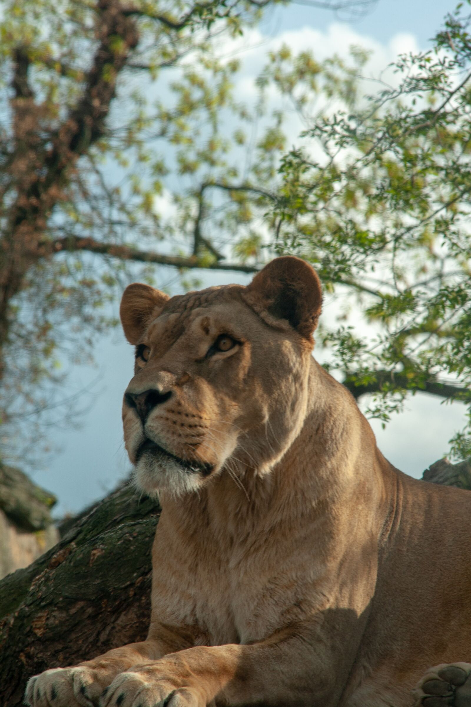 Canon EOS 400D (EOS Digital Rebel XTi / EOS Kiss Digital X) sample photo. Lioness, lion, feline photography