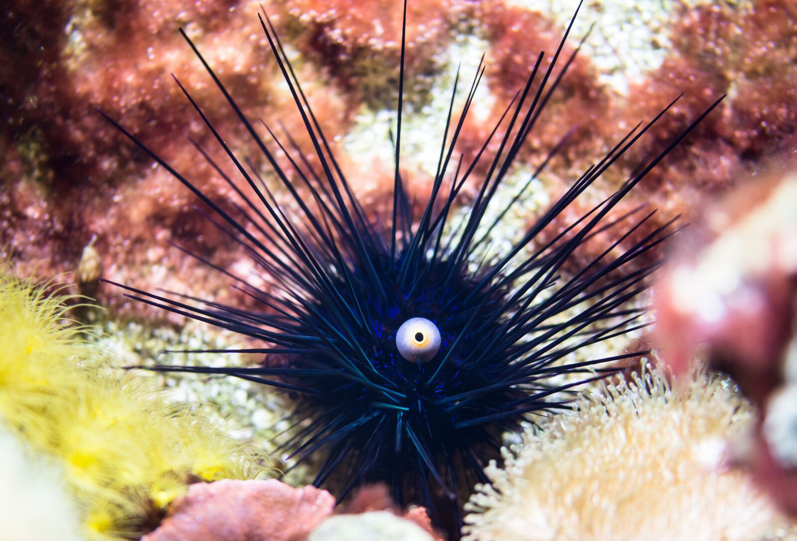 Canon EOS 70D sample photo. Sea urchins, ocean, poison photography