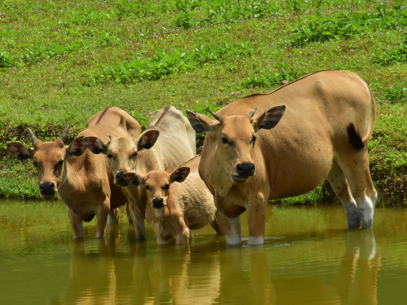 Nikon D3400 sample photo. Cattle, cow, pond photography