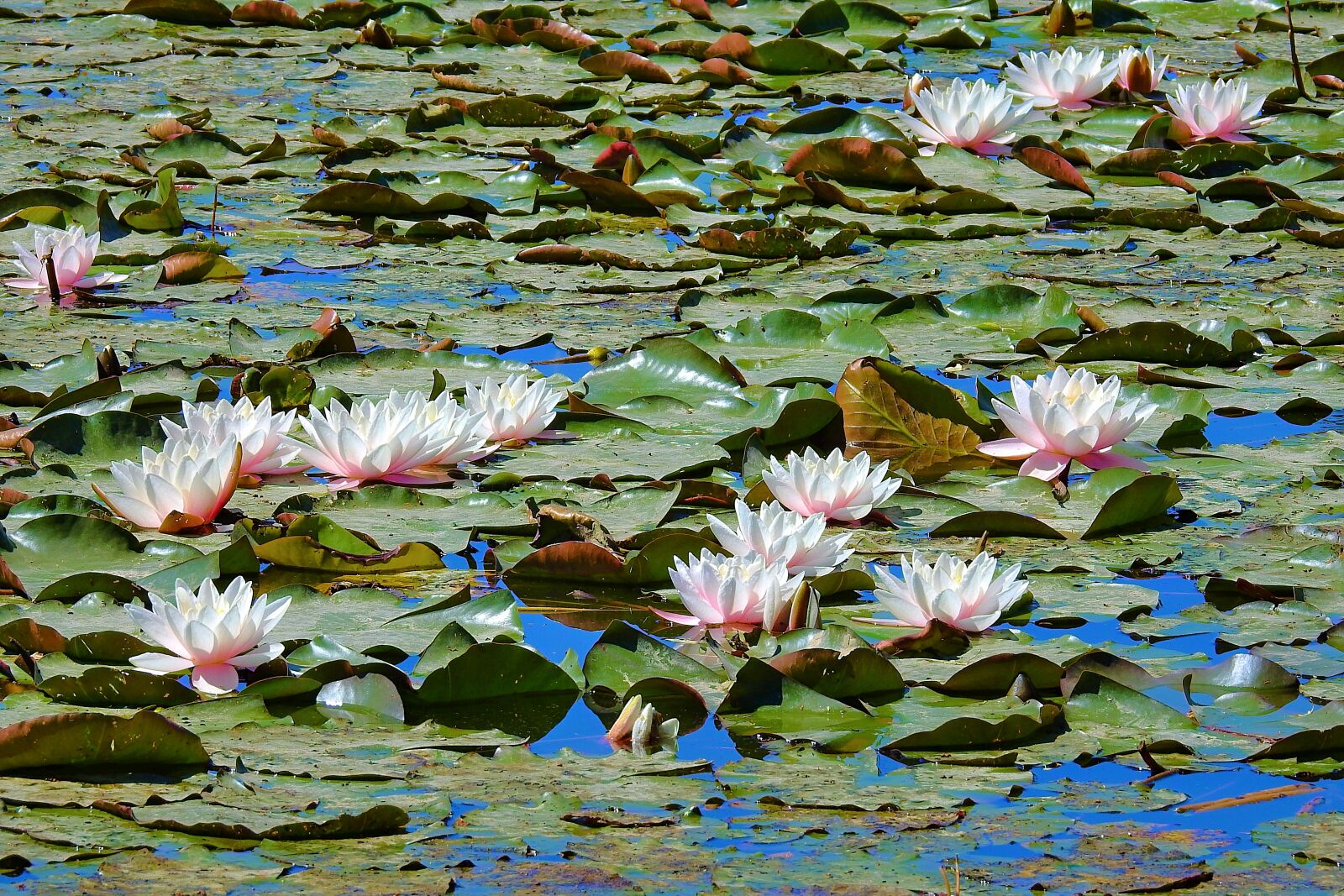 Nikon Coolpix P900 sample photo. Water lilies, a miracle photography