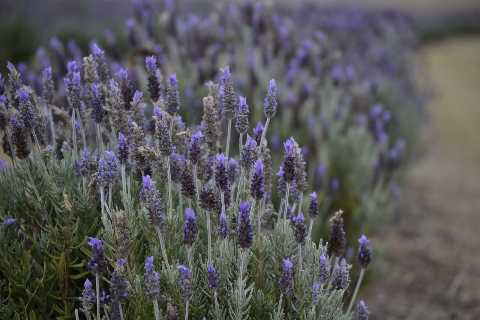 Nikon D3100 sample photo. Lavender, farm, scent photography