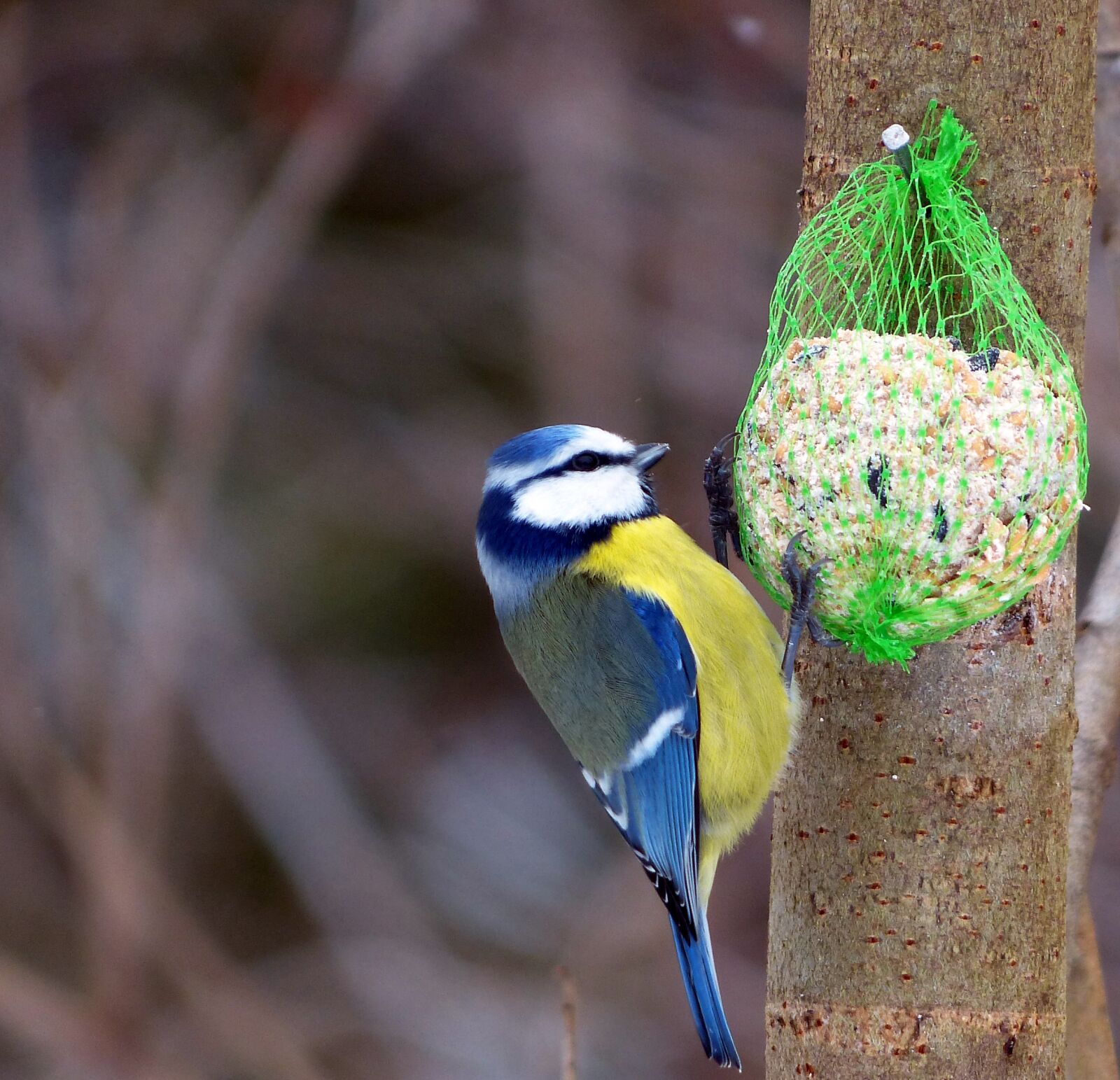 Panasonic Lumix DMC-FZ200 sample photo. Birds, blue tit, back photography