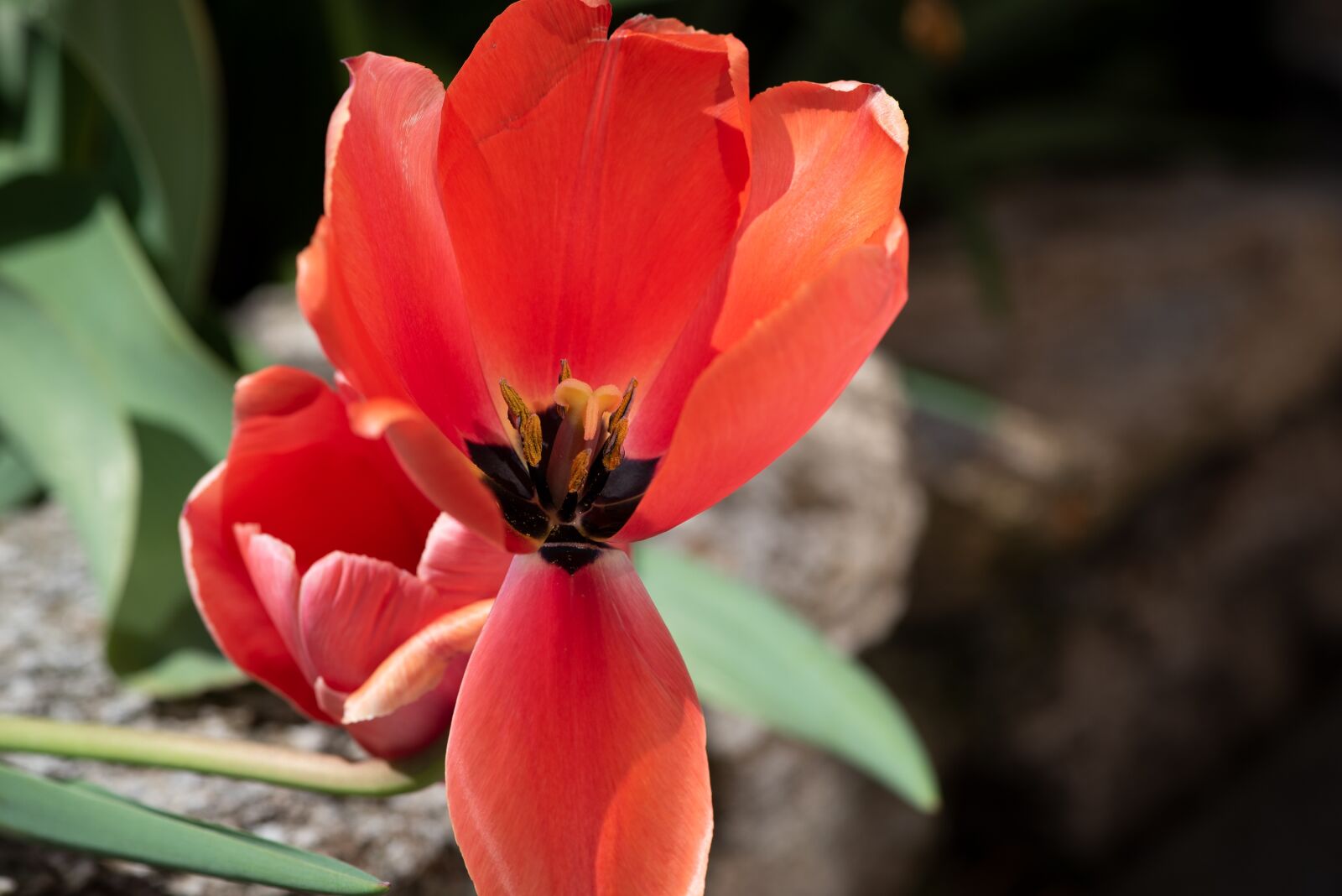 Nikon D750 sample photo. Tulip, blossom, bloom photography