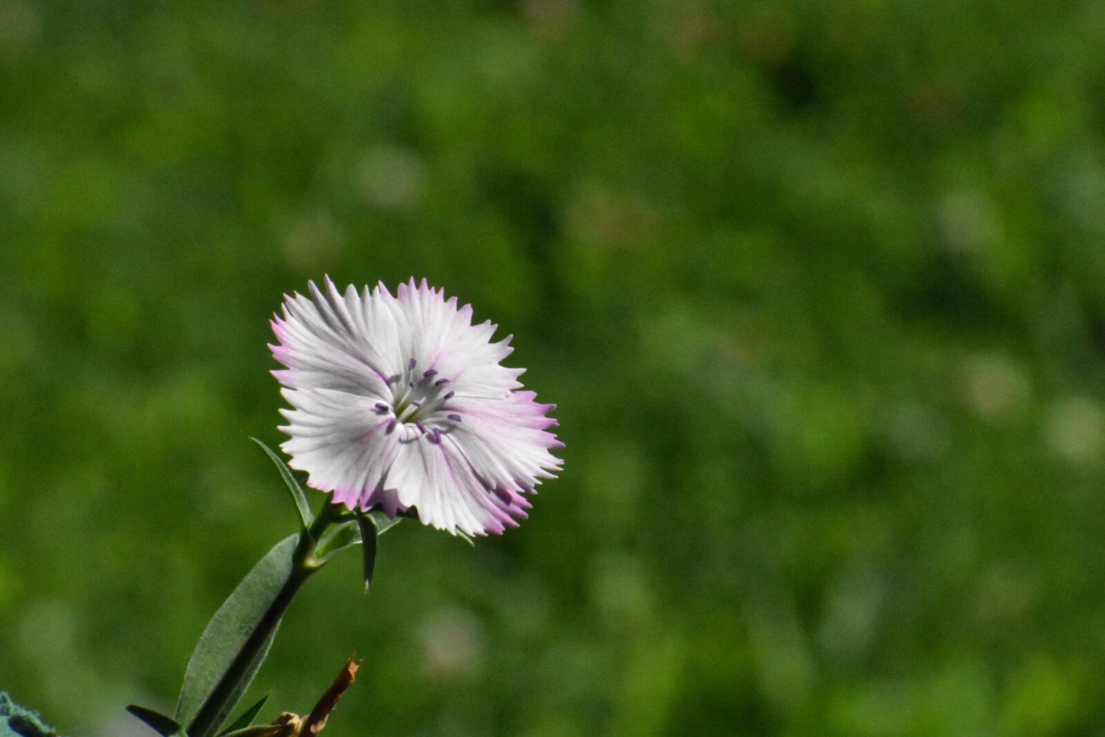 Nikon D3400 sample photo. Clove, flower, bloom photography