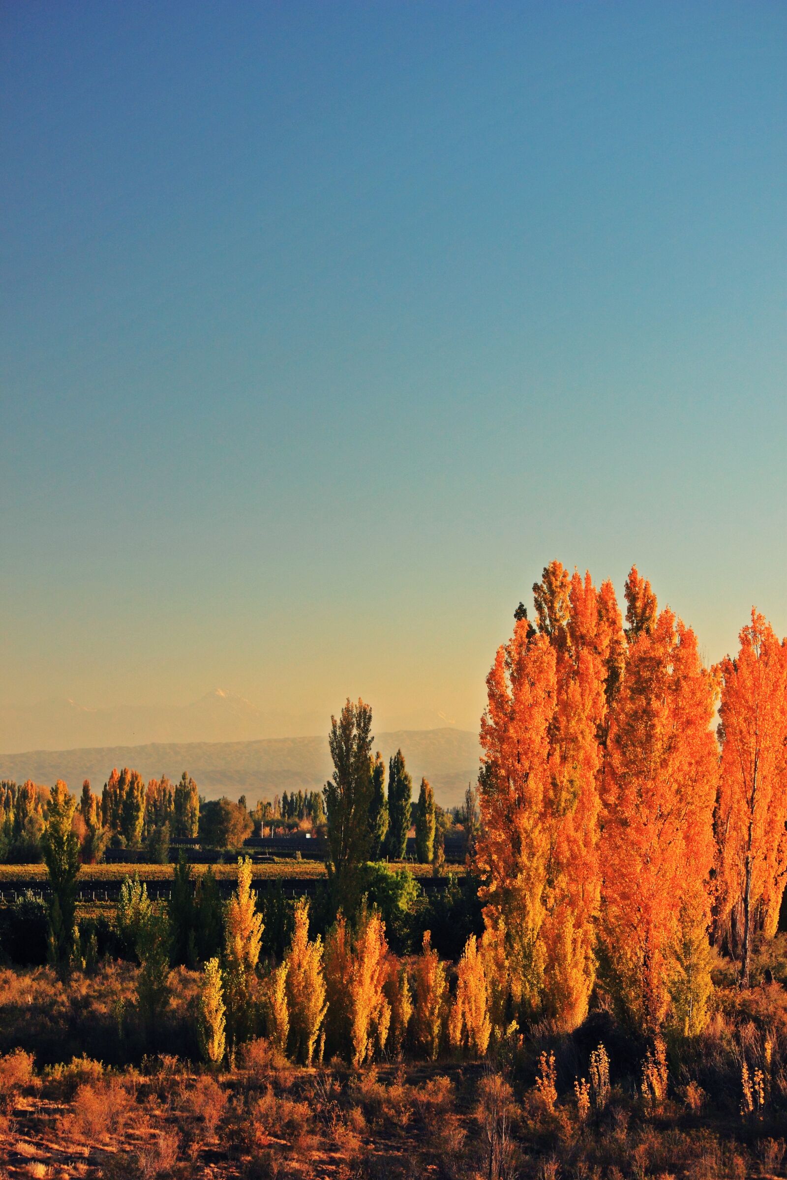 Canon EOS 500D (EOS Rebel T1i / EOS Kiss X3) sample photo. Trees, tree, autumn photography