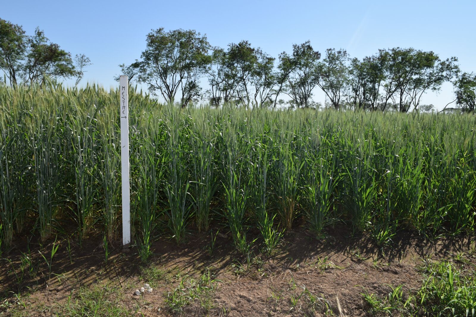 Nikon D3300 sample photo. Field, of, wheat photography