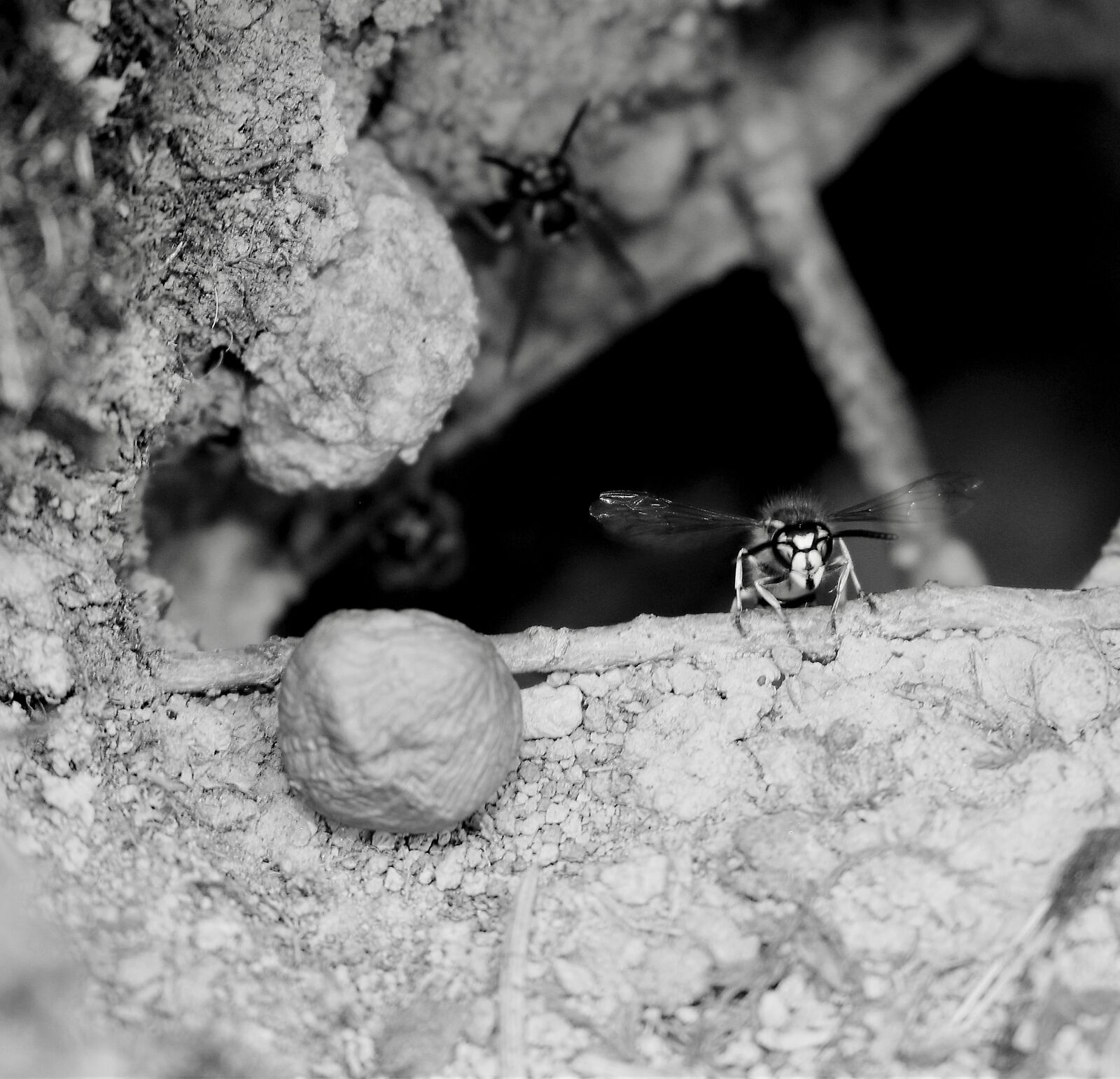 Canon EOS 100D (EOS Rebel SL1 / EOS Kiss X7) sample photo. Wasps, bug nature, close photography