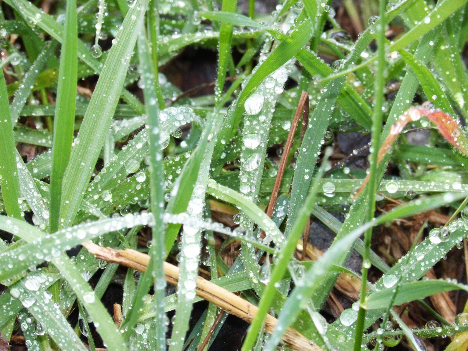 Panasonic DMC-FZ62 sample photo. Lawn, grass, drops photography