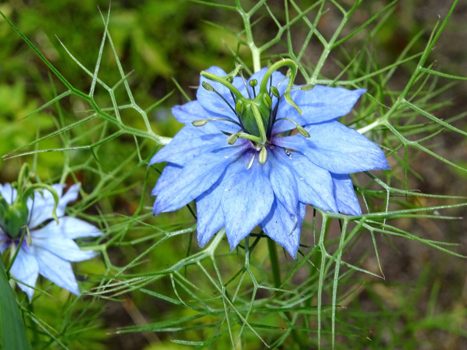 Sony DSC-HX60 sample photo. Nigella, virgin in the photography