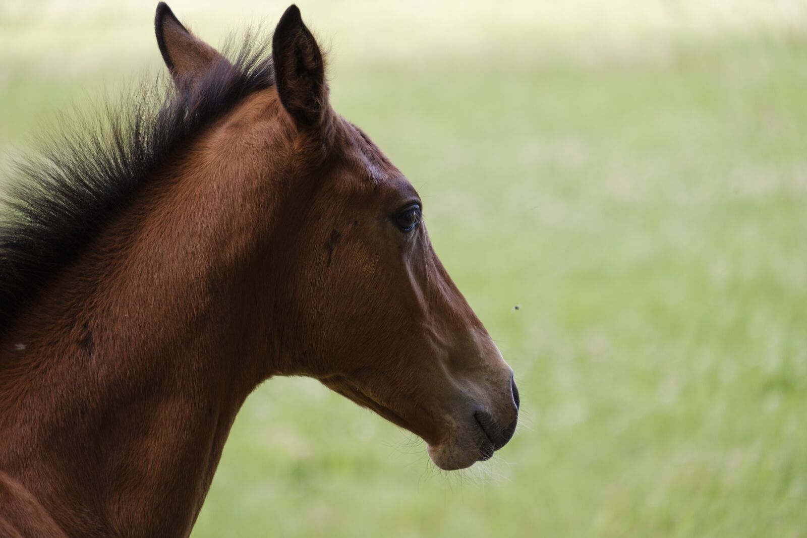 Fujifilm X-T2 + Fujifilm XF 55-200mm F3.5-4.8 R LM OIS sample photo. Horse, foal, pasture photography