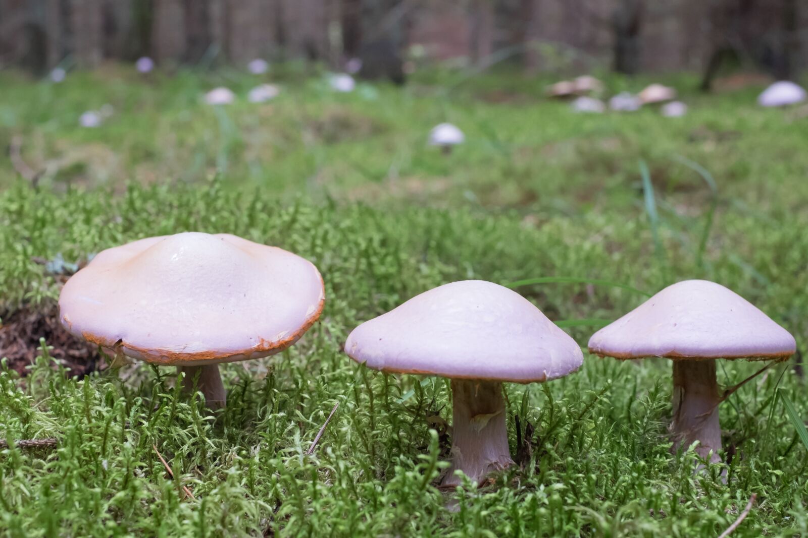 Fujifilm X-T1 + Fujifilm XF 35mm F1.4 R sample photo. Mushrooms, forest, three photography