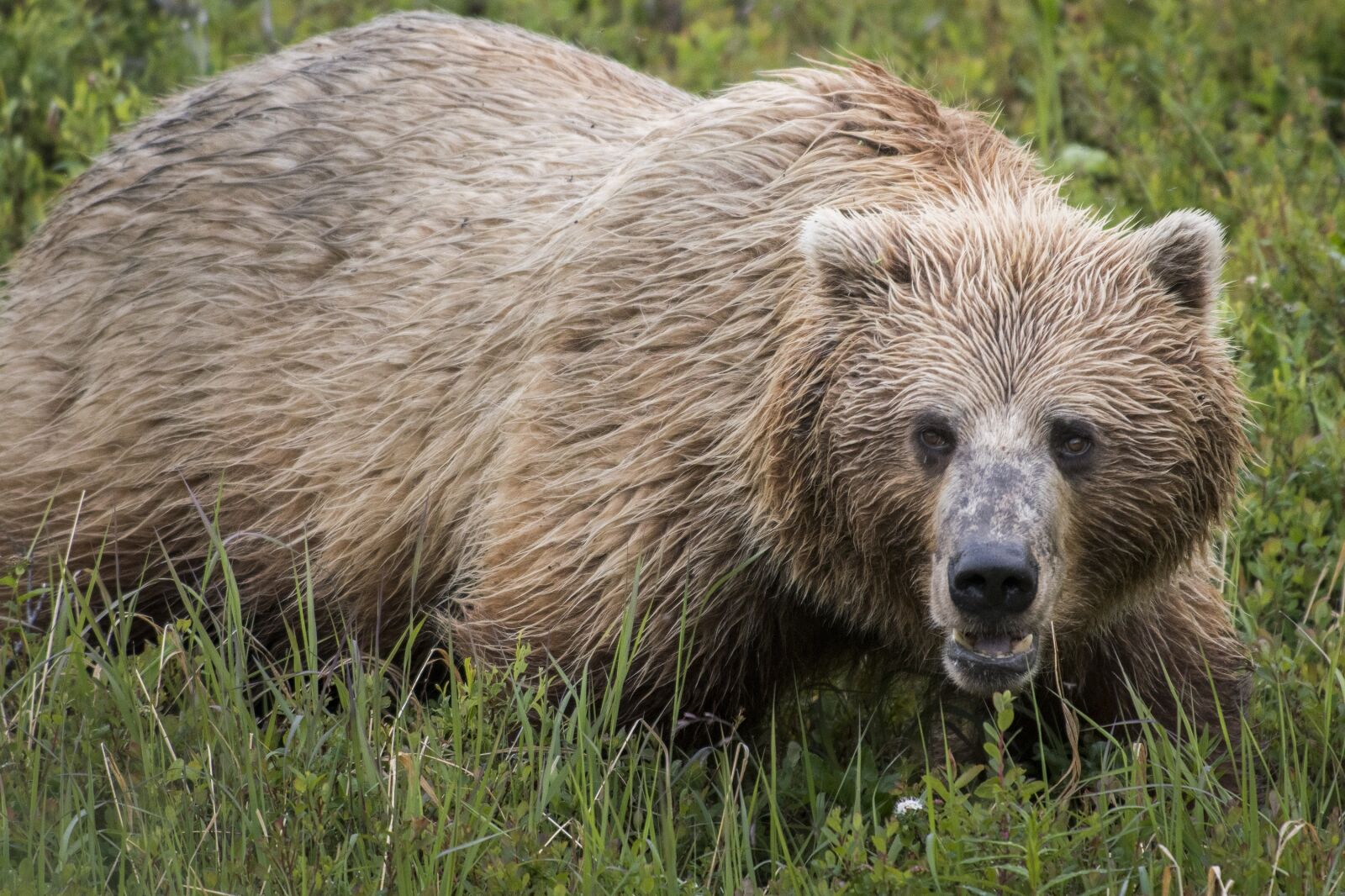 Nikon D500 sample photo. Bear, grizzly, nature photography