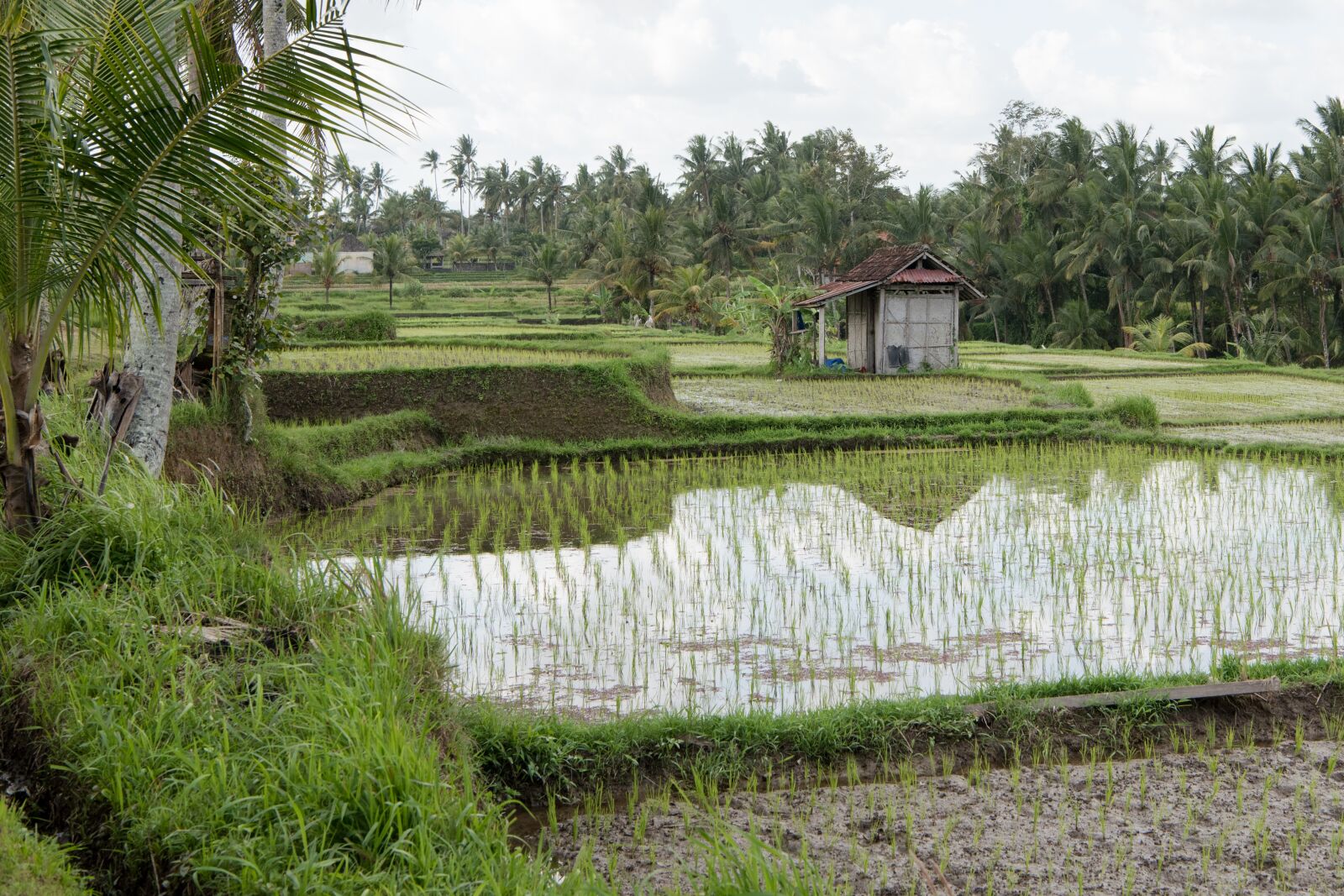 Nikon D750 sample photo. Rice paddies, rice paddy photography