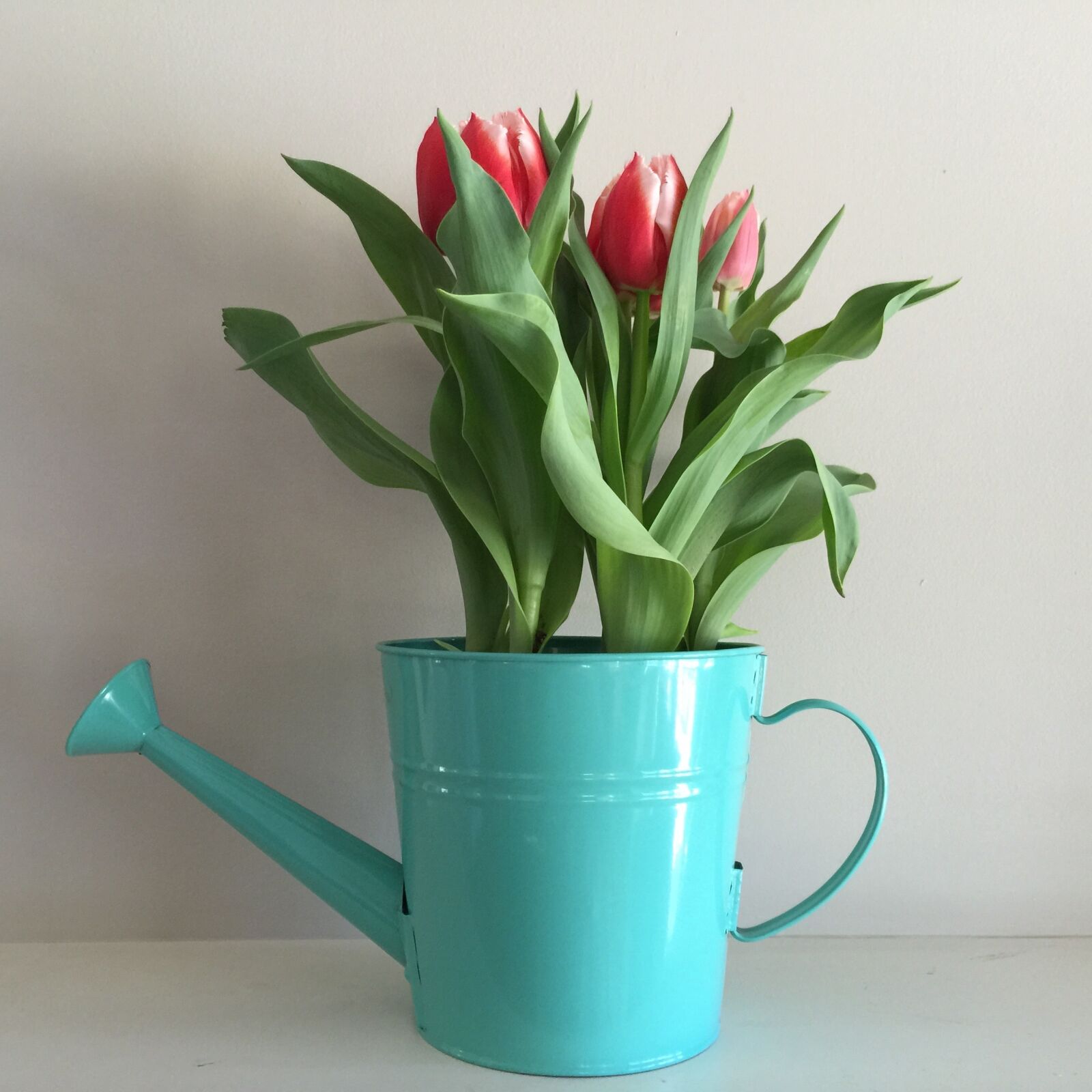 iPhone 6 Plus back camera 4.15mm f/2.2 sample photo. Flowers, tulips, spring photography